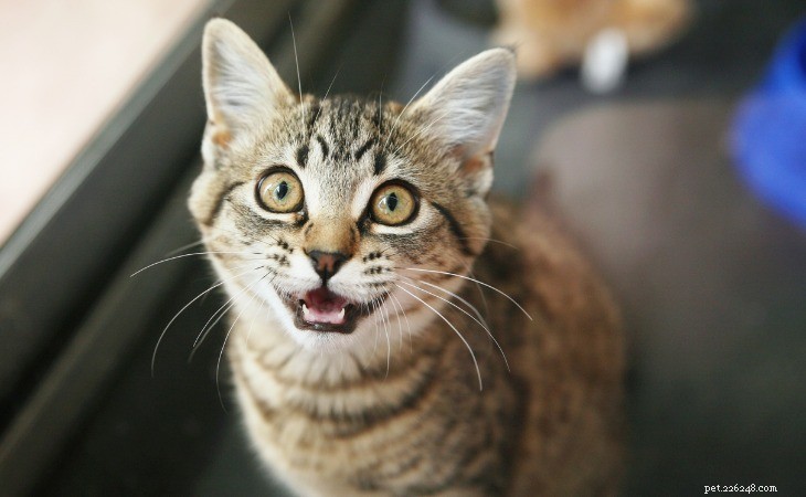 Understanding Your Cat s Nighttime Meowing: Causes & Solutions