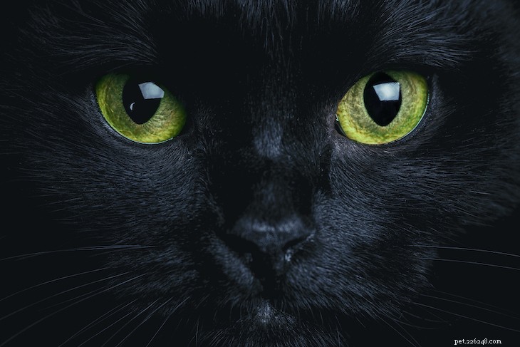 Why Cat Eyes Are Fascinating: Vision, Hunting, and Nighttime Brilliance