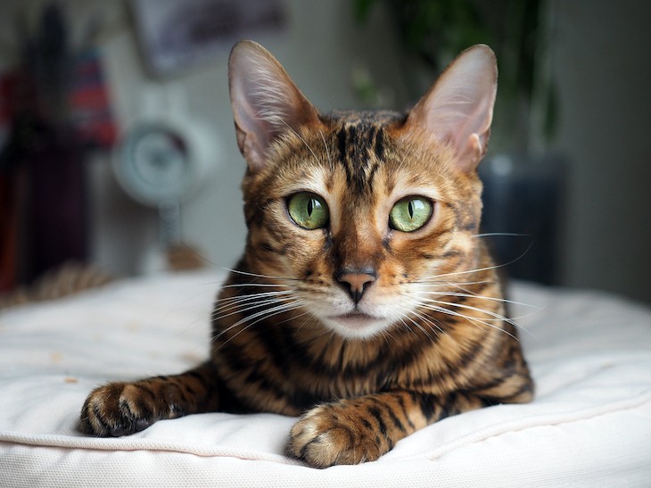 Unveiling Your Cat’s Intelligence: What Every Owner Should Know