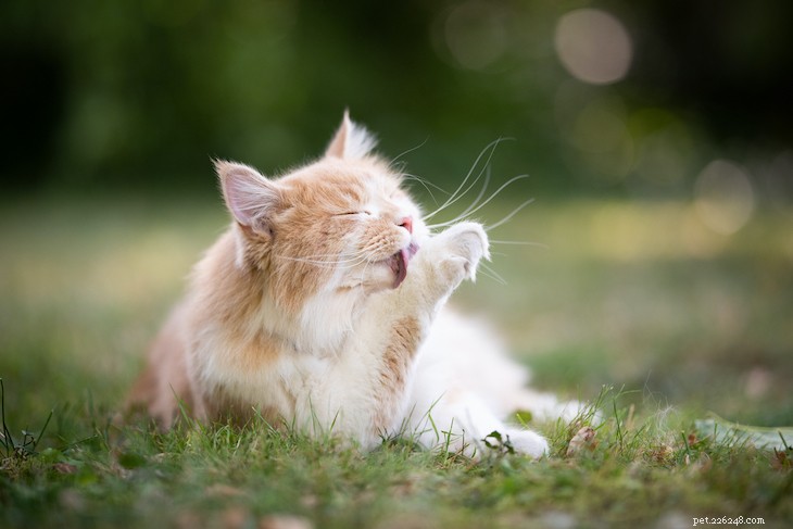 What Causes Scabs in Cats and How to Treat Them
