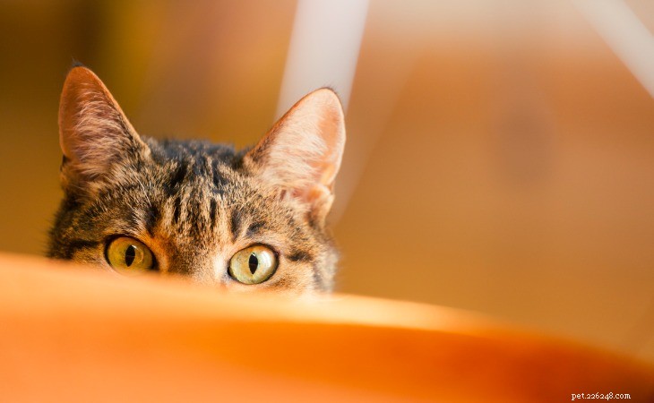 Decode Your Cat s Body Language: A Comprehensive Guide