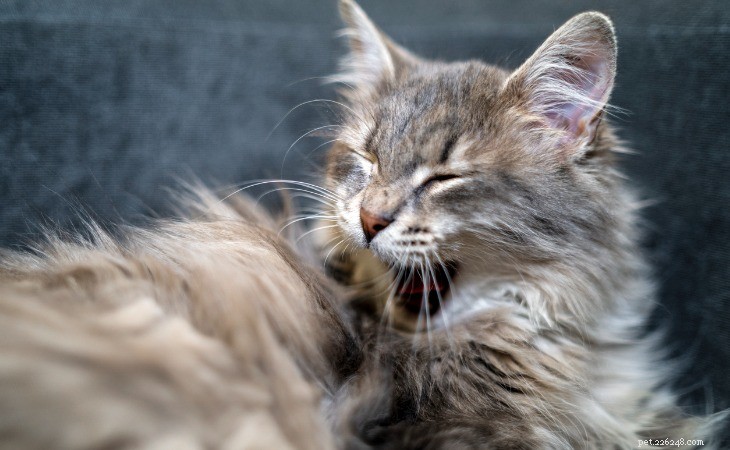 Decode Your Cat s Body Language: A Comprehensive Guide