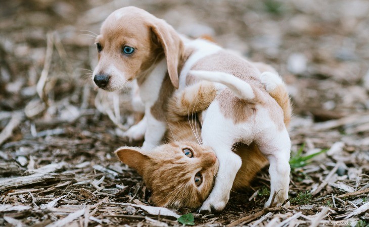 Keep Your Cat Engaged Daily: Proven Strategies for Mental Stimulation