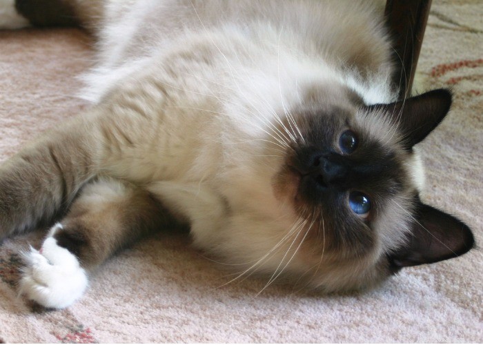 15 Fascinating Facts About the Elegant Birman Cat