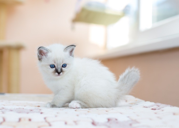 15 Fascinating Facts About the Elegant Birman Cat