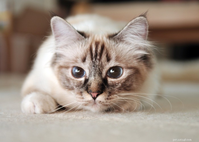 15 Fascinating Facts About the Elegant Birman Cat