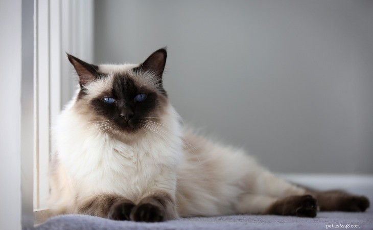 13 Hypoallergenic Cat Breeds for Allergy-Friendly Homes