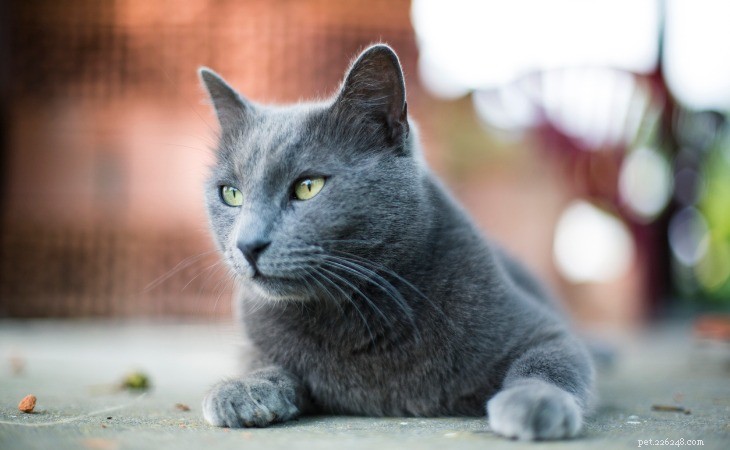 13 Hypoallergenic Cat Breeds for Allergy-Friendly Homes