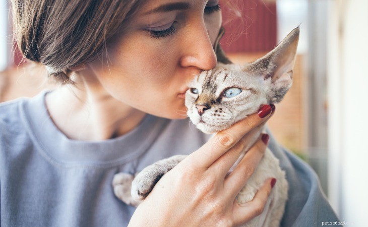 13 Hypoallergenic Cat Breeds for Allergy-Friendly Homes