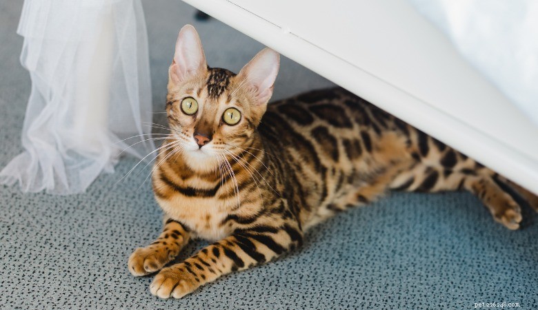 13 Hypoallergenic Cat Breeds for Allergy-Friendly Homes
