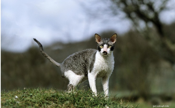13 Hypoallergenic Cat Breeds for Allergy-Friendly Homes