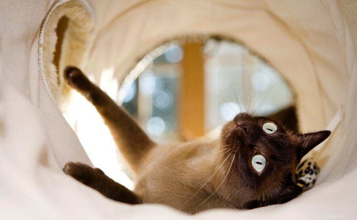 13 Hypoallergenic Cat Breeds for Allergy-Friendly Homes