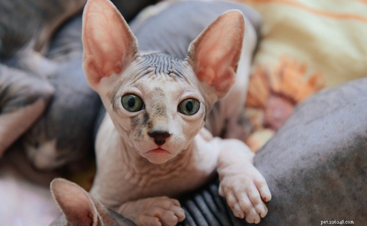 13 Hypoallergenic Cat Breeds for Allergy-Friendly Homes