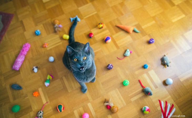Play With Your Cat: Proven Tips for Fun, Safe, and Bonding Time