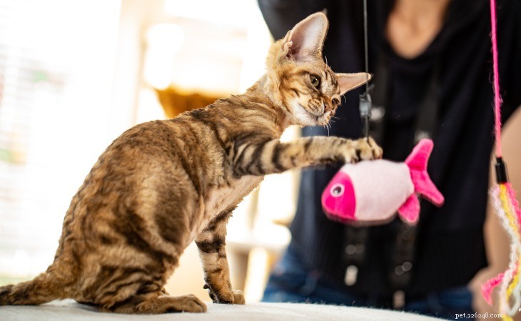 Play With Your Cat: Proven Tips for Fun, Safe, and Bonding Time