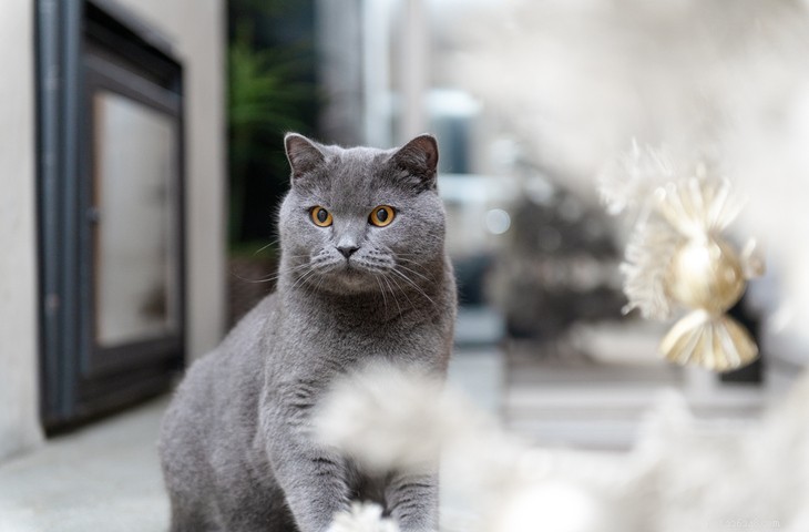 Explore 5 Stunning Gray Cat Breeds