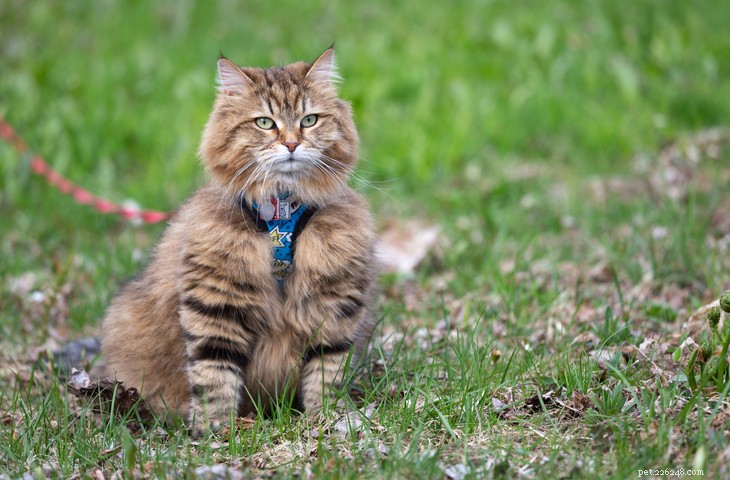 Choosing the Perfect Cat Harness: A Guide for Safe Outdoor Adventures