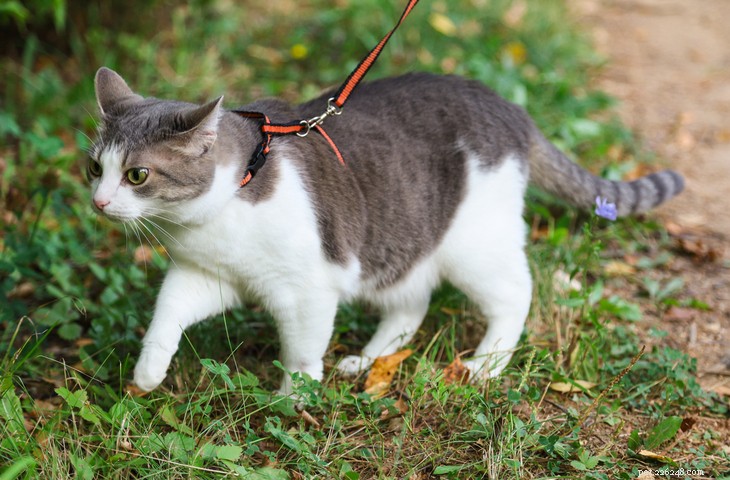 Choosing the Perfect Cat Harness: A Guide for Safe Outdoor Adventures