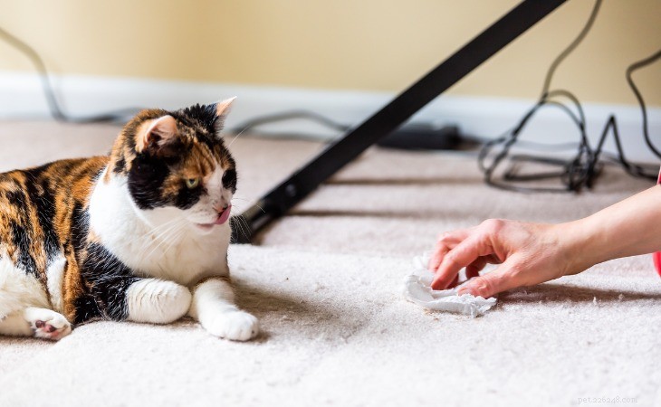 Understanding Why Cats Urinate on Clothing: Causes & Solutions