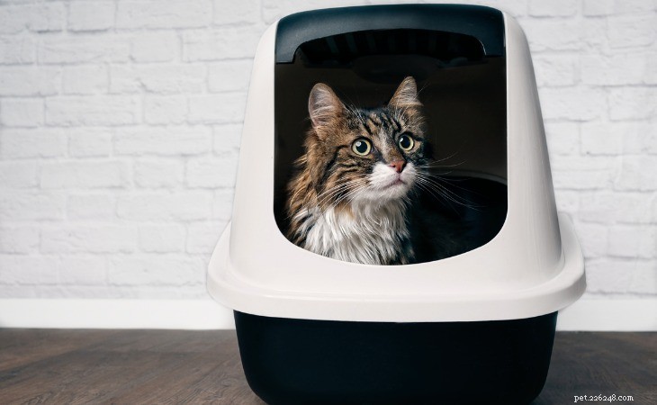 Understanding Why Cats Urinate on Clothing: Causes & Solutions