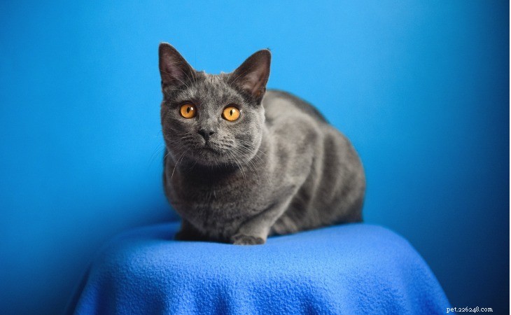 Discover the Chartreux and Birman: France’s Premier Cat Breeds
