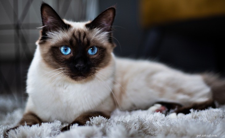 Discover the Chartreux and Birman: France’s Premier Cat Breeds