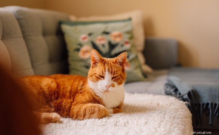 10 Fascinating Facts About Ginger Cats You Likely Didn t Know
