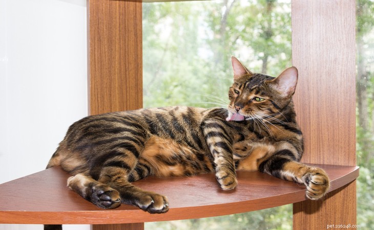 7 Domestic Cat Breeds That Mimic Wild Felines
