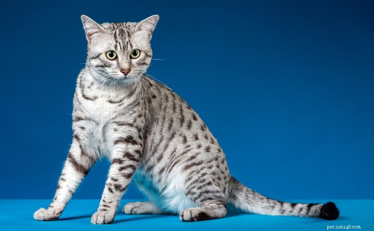 7 Domestic Cat Breeds That Mimic Wild Felines