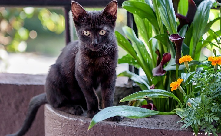 7 Domestic Cat Breeds That Mimic Wild Felines