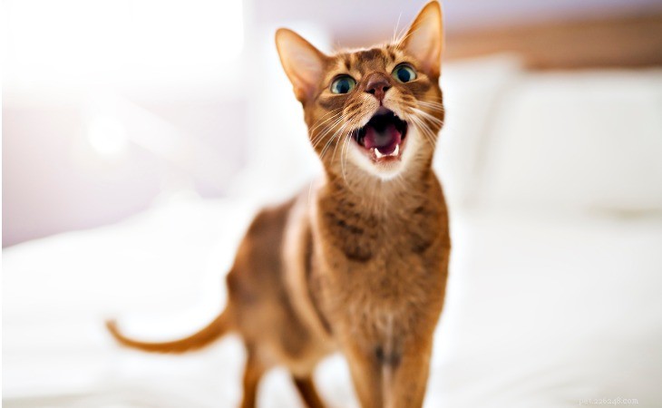 7 Domestic Cat Breeds That Mimic Wild Felines