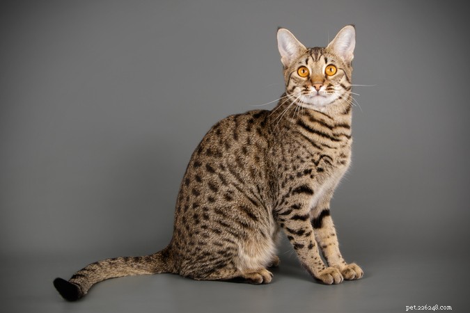7 Domestic Cat Breeds That Mimic Wild Felines