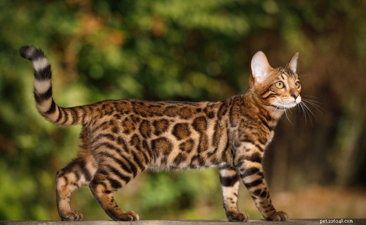 7 Domestic Cat Breeds That Mimic Wild Felines