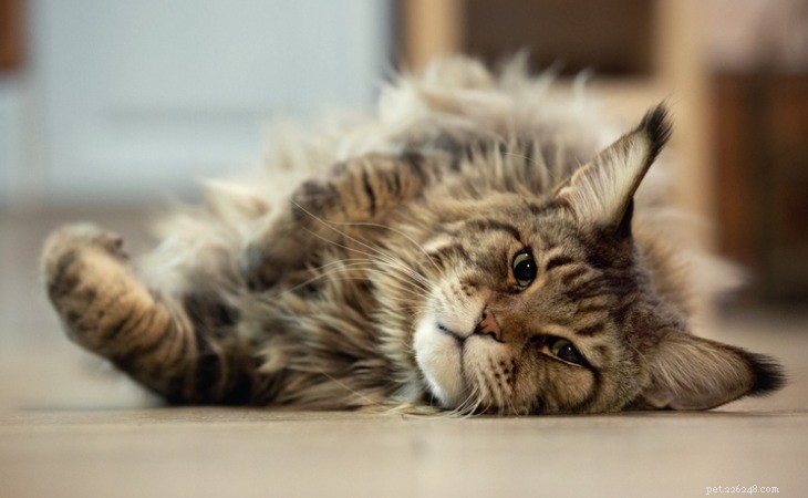 Discover the Top 6 Large Cat Breeds: Size, Personality & Care