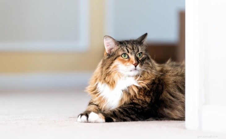 Discover the Top 6 Large Cat Breeds: Size, Personality & Care