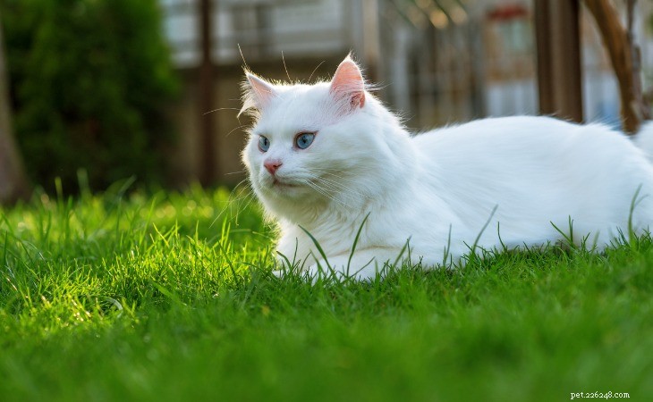 Discover the Top 6 Large Cat Breeds: Size, Personality & Care