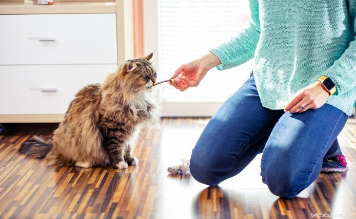 Discover the Top 6 Large Cat Breeds: Size, Personality & Care