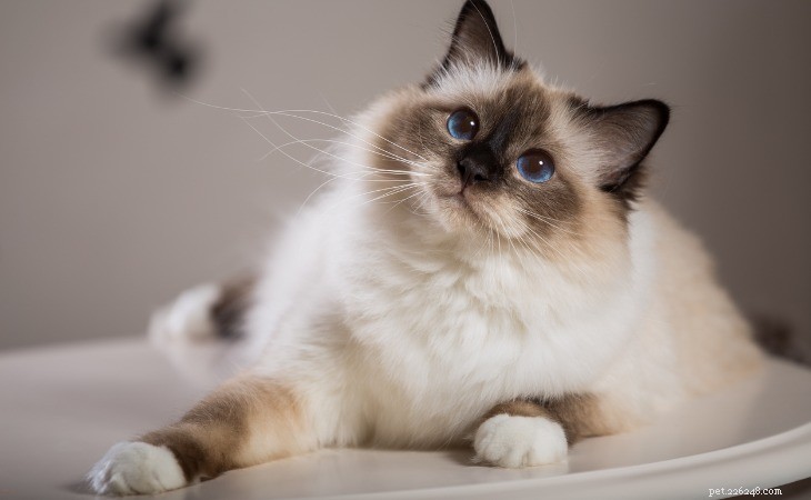 Discover the Top 6 Large Cat Breeds: Size, Personality & Care