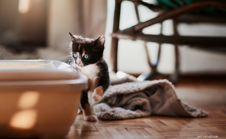 How to Gently Welcome a New Kitten into Your Home