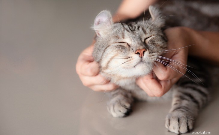 The Expert Guide to Properly Petting Your Cat