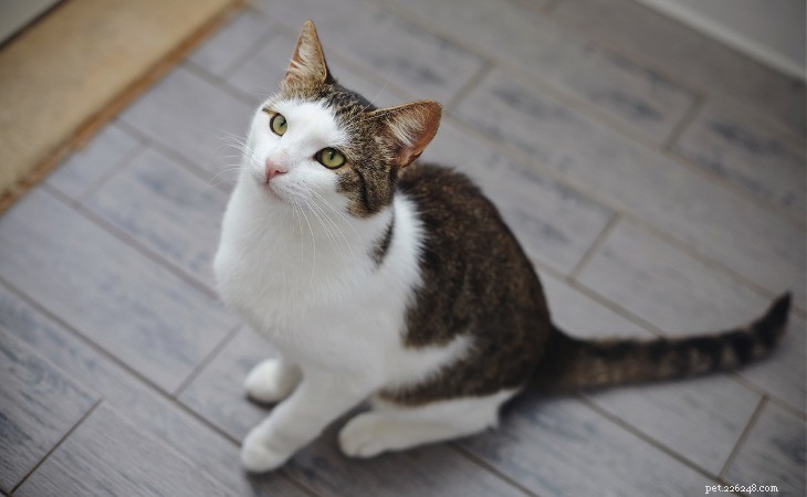 What Causes Your Cat to Constantly Ask for Food—and How to Address It