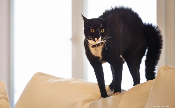 Top Cat Fears Explained: Why Your Feline Might Be Afraid & How to Relieve Them