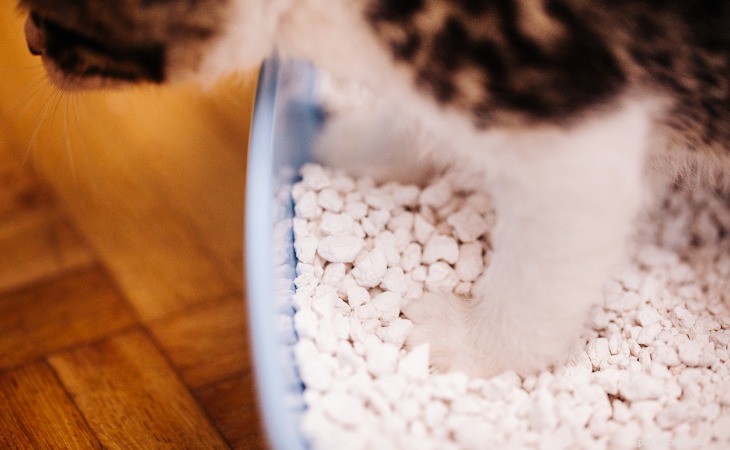 Choosing the Ideal Cat Litter: A Practical Guide for Indoor Cats