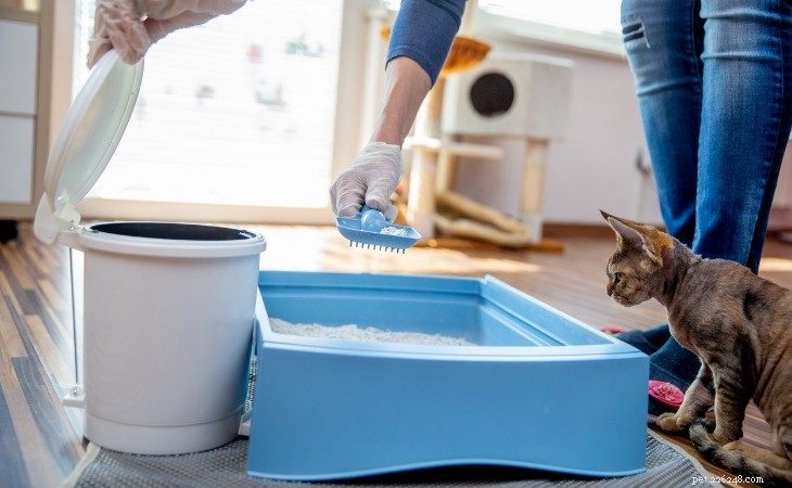 Choosing the Ideal Cat Litter: A Practical Guide for Indoor Cats