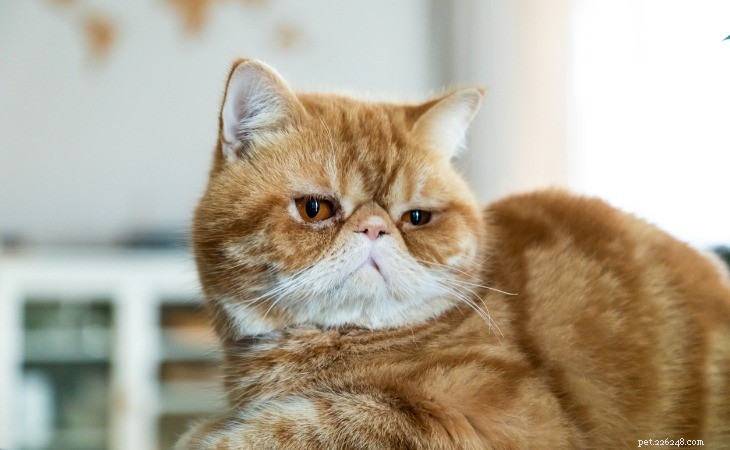 Exotic Shorthair: A Charming, Low-Maintenance Companion