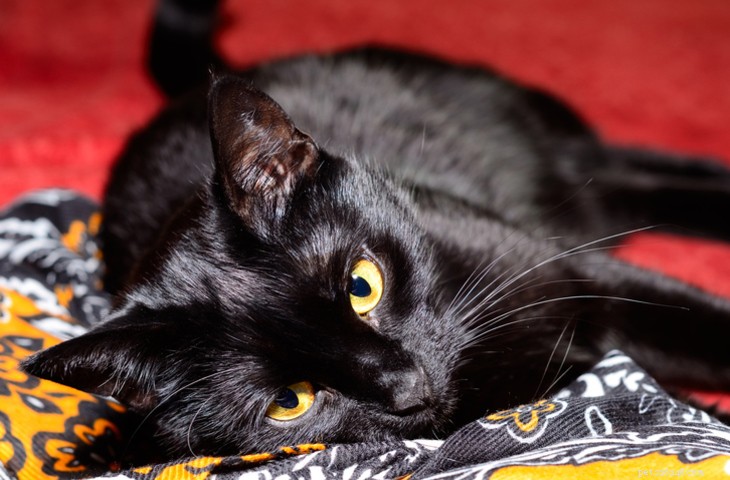 Bombay Cat: Elegant, Playful, and Affectionate Companion