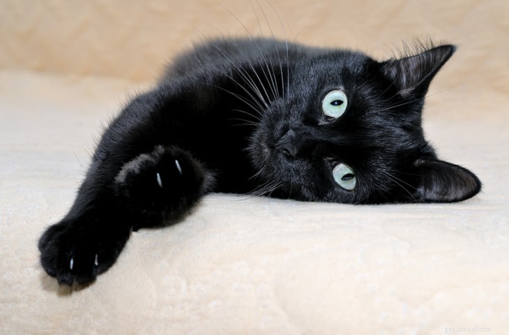 Bombay Cat: Elegant, Playful, and Affectionate Companion