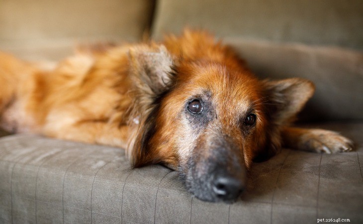 Caring for Your Senior Dog: Expert Tips for Healthy, Happy Golden Years