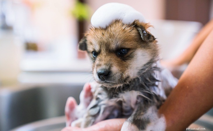 The Optimal Frequency for Washing Your Dog: A Practical Guide