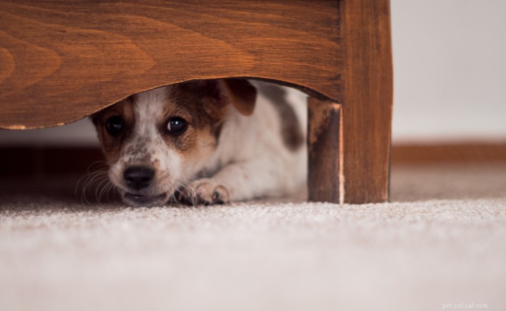 What Causes Your Dog to Hide? Identify the Signs & Find Effective Solutions